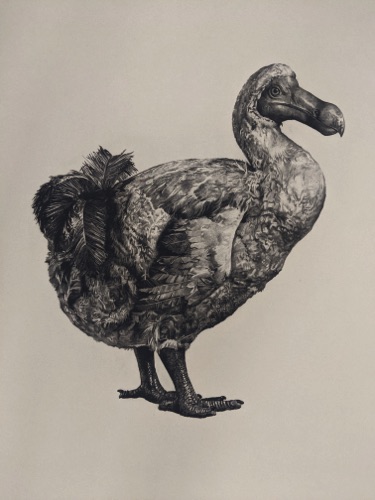 Dronte (the dodo from Berlin)
Photopolymer Print, 76.5 x 55 cm
£395